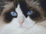 (image for) Snowshoe